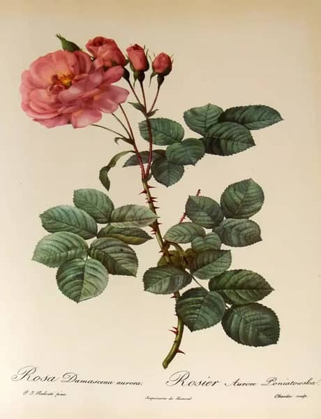 Rosa Damascena Aurora by Pierre-Joseph Redoute | Oil Painting Reproduction