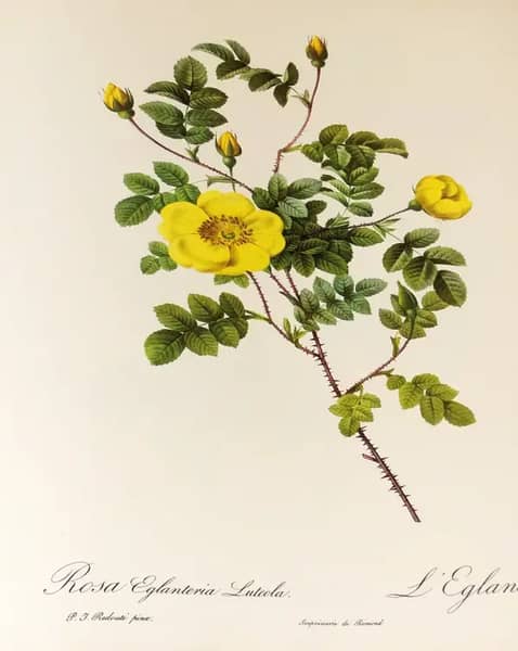 Rosa Eglanteria Luteola | Oil Painting Reproduction
