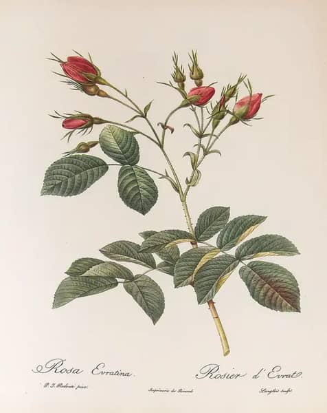 Rosa Evratina by Pierre-Joseph Redoute | Oil Painting Reproduction