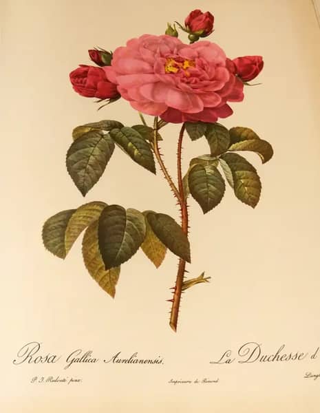 Rosa Gallica Aurelianensis | Oil Painting Reproduction
