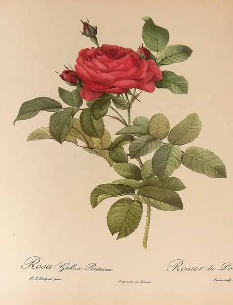 Rosa Gallica Pontiana by Pierre-Joseph Redoute | Oil Painting Reproduction