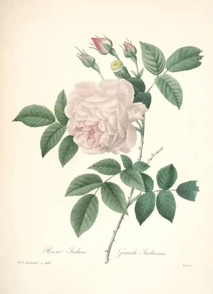Rosa Hume's Blush Tea Scented China | Oil Painting Reproduction