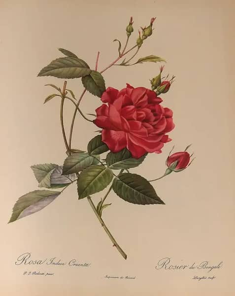 Rosa Indica Cruenta by Pierre-Joseph Redoute | Oil Painting Reproduction