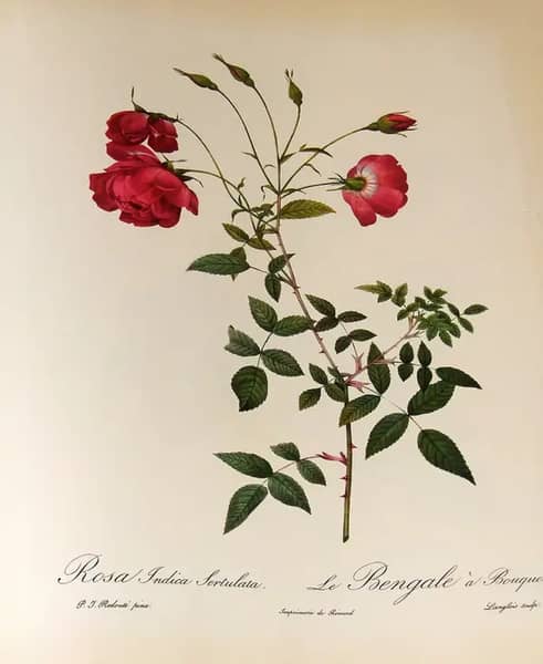 Rosa Indica Sertulata by Pierre-Joseph Redoute | Oil Painting Reproduction