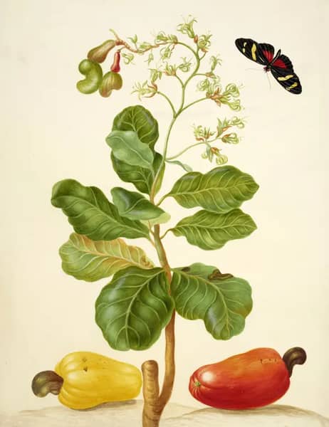 Branch of Cashew by Maria Sibylla Merian | Oil Painting Reproduction
