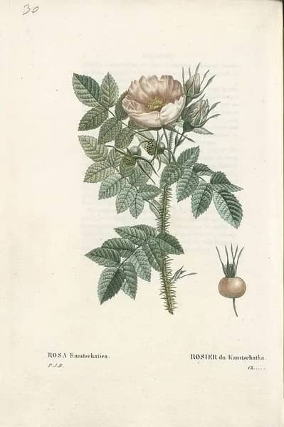 Rosa Kamtchatica by Pierre-Joseph Redoute | Oil Painting Reproduction