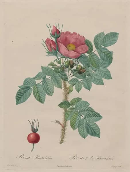 Rosa Kamtschatica by Pierre-Joseph Redoute | Oil Painting Reproduction