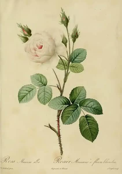 Rosa Muscosa Alba by Pierre-Joseph Redoute | Oil Painting Reproduction