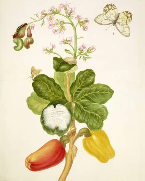 Branch of Cashew With Amber Phantom Butterfly and Unidentified Moth | Oil Painting Reproduction