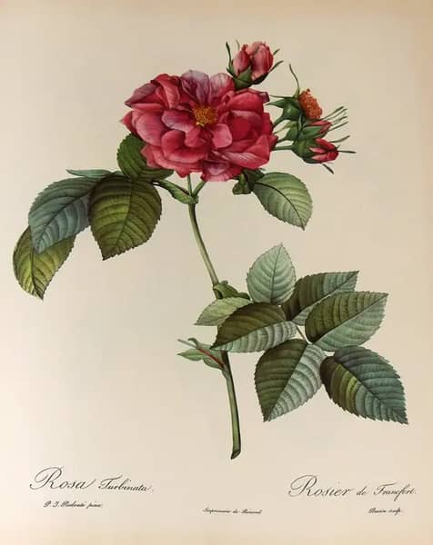 Rosa Turbinata by Pierre-Joseph Redoute | Oil Painting Reproduction