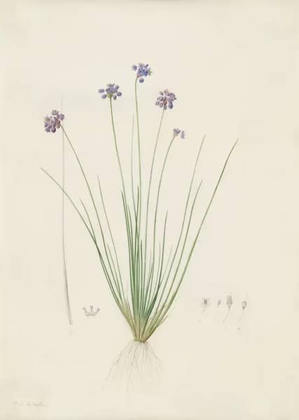 Sowerbaea Juncea by Pierre-Joseph Redoute | Oil Painting Reproduction