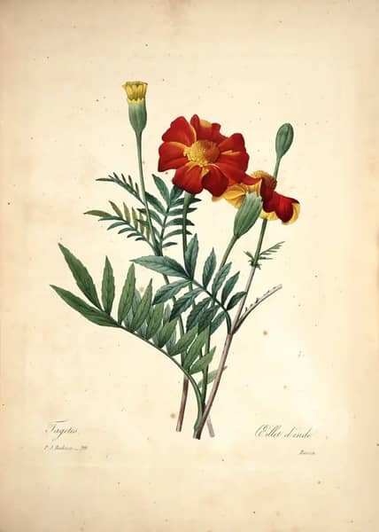 Tagetes by Pierre-Joseph Redoute | Oil Painting Reproduction