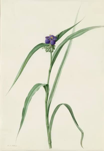 Tradescantia Virginica | Oil Painting Reproduction