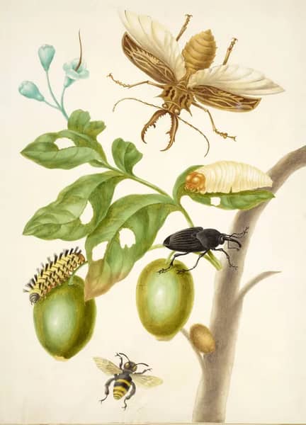 Branch of Genipapo With Long Horned Beetle | Oil Painting Reproduction