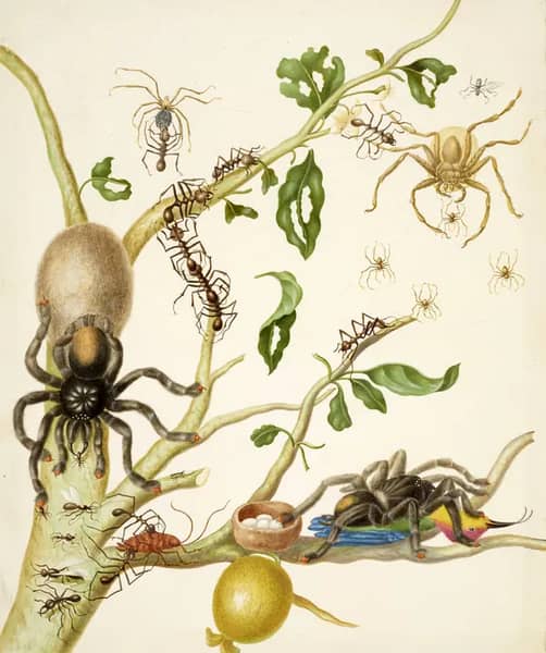 Branch of Guava Tree With Army Ants, Pink Toe Tarantulas, Huntsman Spiders, and Ruby Topaz Hummingbird | Oil Painting Reproduction