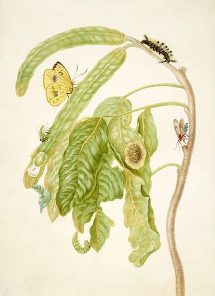 Branch of Inga With Cloudless Sulphur Butterfly | Oil Painting Reproduction