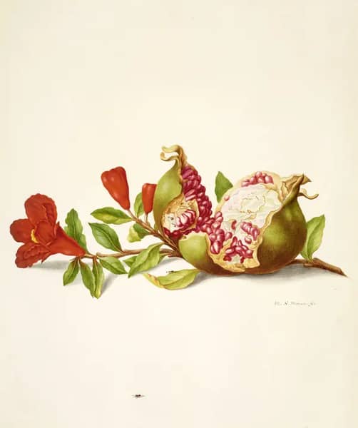 Branch of Pomegranate by Maria Sibylla Merian | Oil Painting Reproduction
