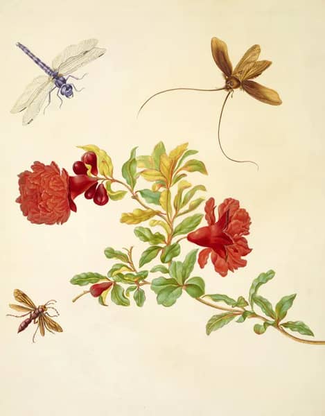 Branch of Pomegranate With Insects | Oil Painting Reproduction