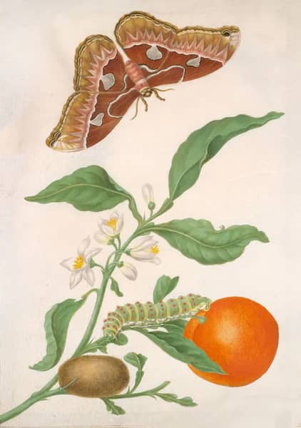 Branch of Seville Orange With Rothschildia Moth | Oil Painting Reproduction