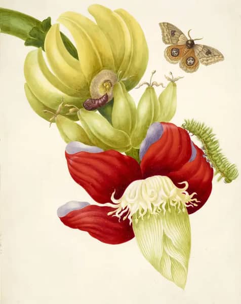 Branch of Banana With Bullseye Moth | Oil Painting Reproduction