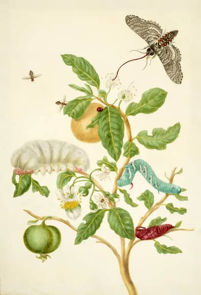 Branch of Sour Guava With Carolina Sphinx Moth | Oil Painting Reproduction