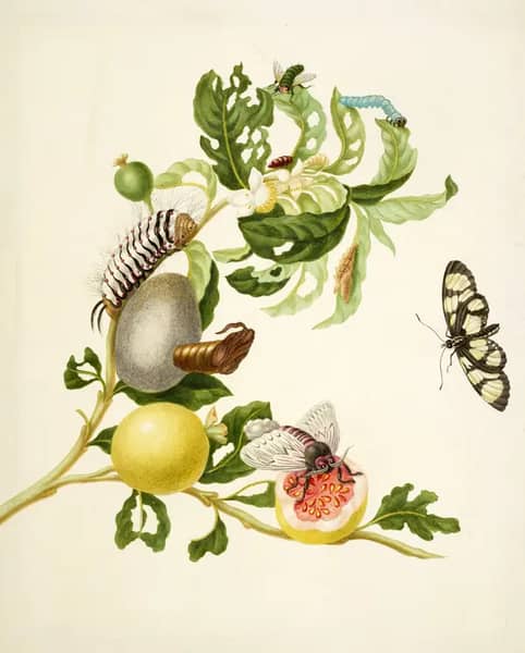 Branch of Sour Guava With Melantho Tigerwing Butterfly and Flannel Moth | Oil Painting Reproduction