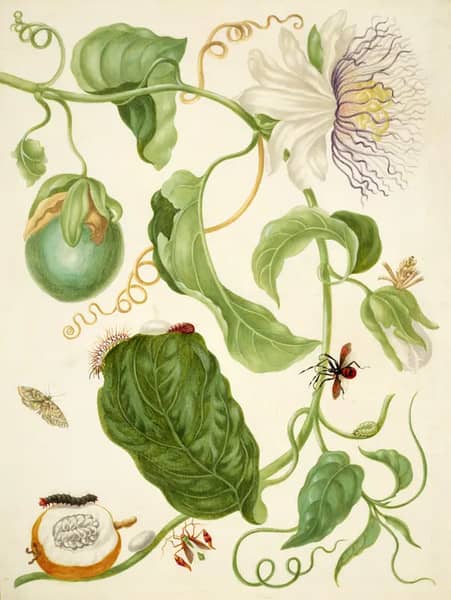 Branch of Water Lemon With Snout Moth Brush Footed Butterfly Larva and Flag Footed Bug | Oil Painting Reproduction