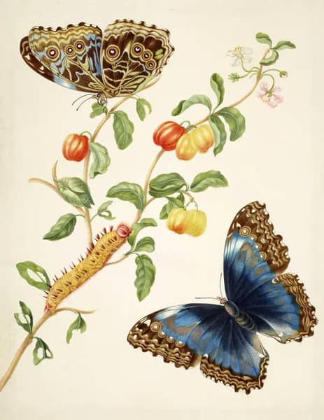 Branch of West Indian Cherry With Achilles Morpho Butterfly | Oil Painting Reproduction