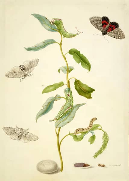 Branch of Willow With Red Underwing and Puss Moths | Oil Painting Reproduction