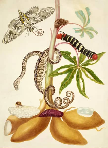 Cassava Root With Garden Tree Boa Sphinx Moth and Treehopper | Oil Painting Reproduction
