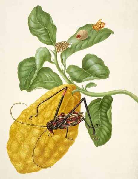 Citron With Monkey Slug Moth and Harlequin Beetle | Oil Painting Reproduction