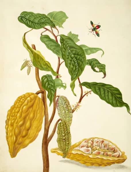Cocoa Tree With Leaf Footed Bug | Oil Painting Reproduction