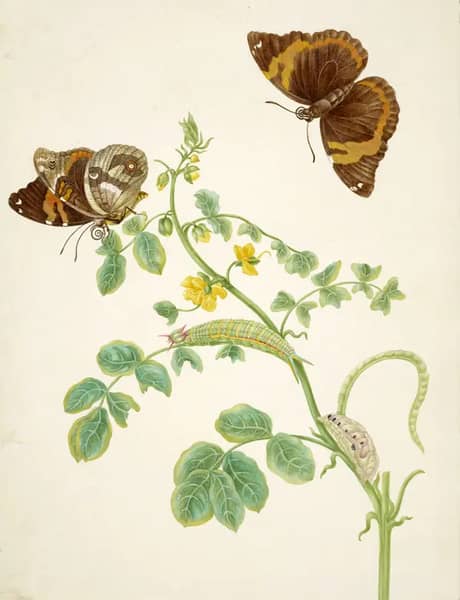 Coffee Senna With Split Banded Owlet Butterfly | Oil Painting Reproduction