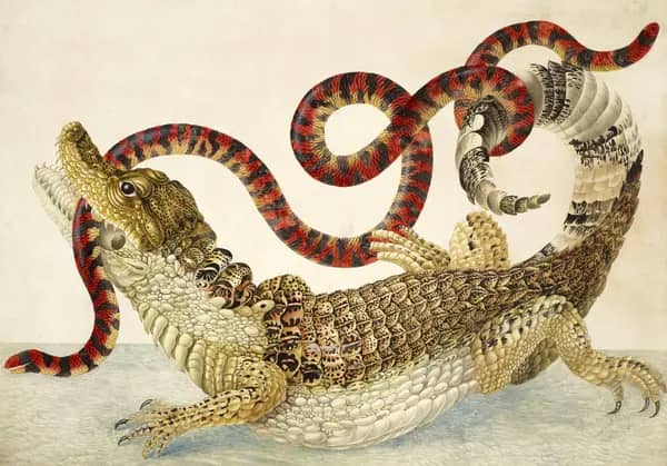 Common or Spectacled Caiman With South American False Coral Snake | Oil Painting Reproduction