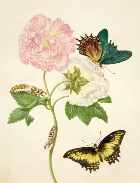Confederate Rose With Androgeus Swallowtail Butterfly and Julia Butterfly | Oil Painting Reproduction