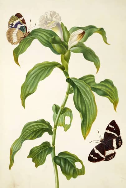 Costus Plant With Banana Stem Borer Moth | Oil Painting Reproduction