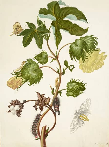 Cotton Bush With Helicopis Butterfly and Tiger Moth | Oil Painting Reproduction