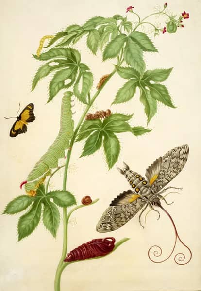 Cotton Leaf Physicnut With Giant Sphinx Moth | Oil Painting Reproduction