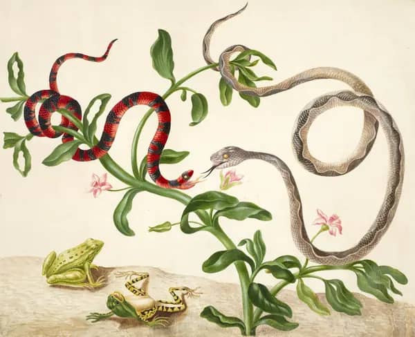 False Coral Snake, Banded Cat Eyed Snake and Frogs | Oil Painting Reproduction