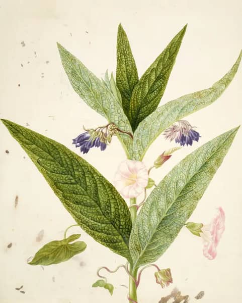 Field Bindweed and Russian Comfrey | Oil Painting Reproduction
