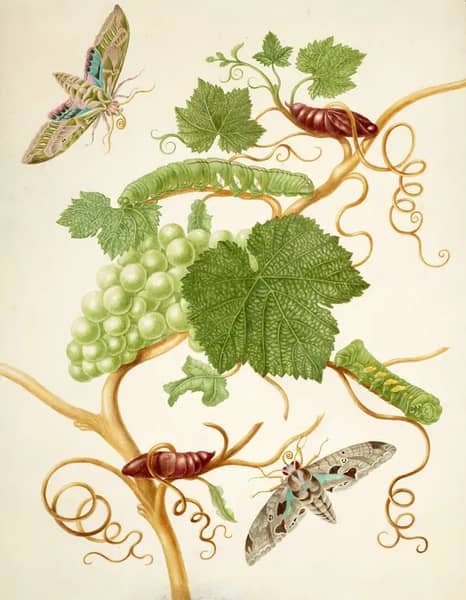 Grape Vine With Vine Sphinx Moth and Satellite Sphinx Moth | Oil Painting Reproduction