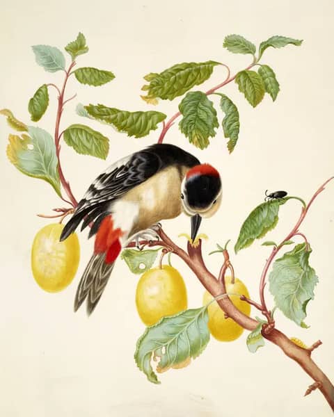 Great Spotted Woodpecker on a Branch of Plum | Oil Painting Reproduction