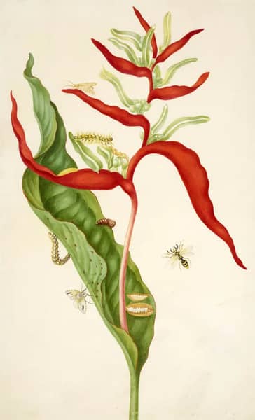 Heliconia Acuminata With Southern Armyworm Moth | Oil Painting Reproduction