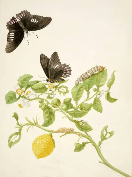 Key Lime With Ruby Spotted Swallowtail Butterfly | Oil Painting Reproduction