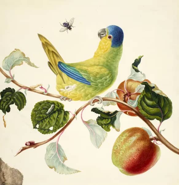 Lory on a Branch of Apple | Oil Painting Reproduction