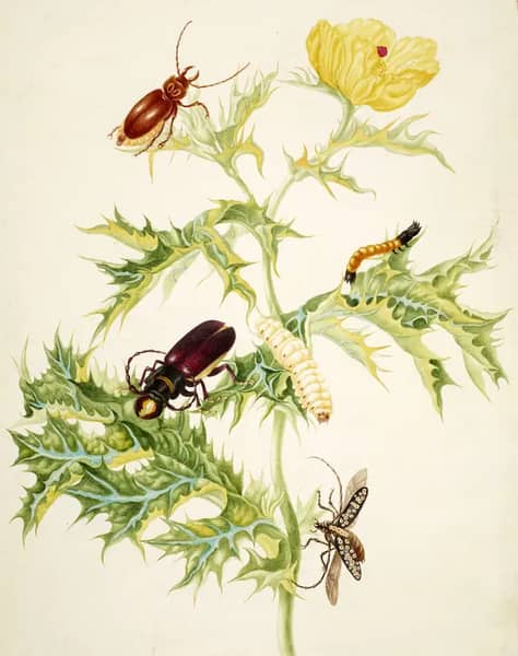 Mexican Poppy With Longhorn Beetle, Mallodon Spinibarbe Beetle and Flat Faced Longhorn Beetle | Oil Painting Reproduction