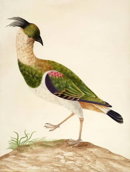 Northern Lapwing by Maria Sibylla Merian | Oil Painting Reproduction