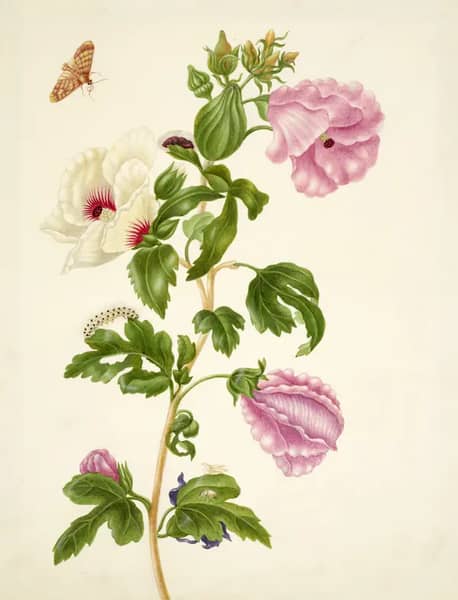 Okra by Maria Sibylla Merian | Oil Painting Reproduction