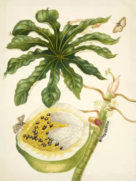 Papaya Plant With Nymphidium Butterfly | Oil Painting Reproduction