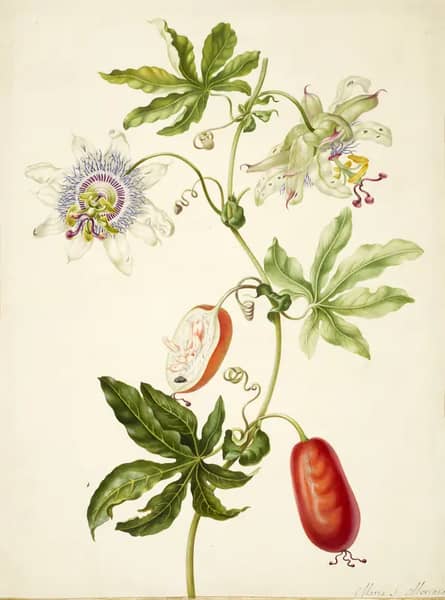 Passion Flower by Maria Sibylla Merian | Oil Painting Reproduction